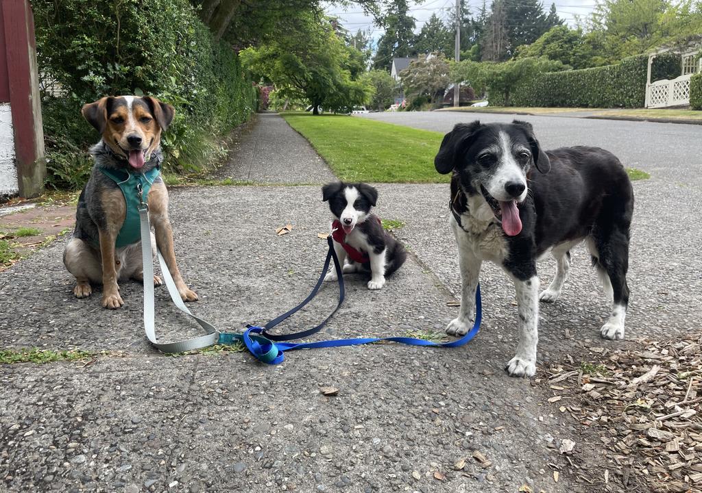 Deux chiens adultes et un chiot