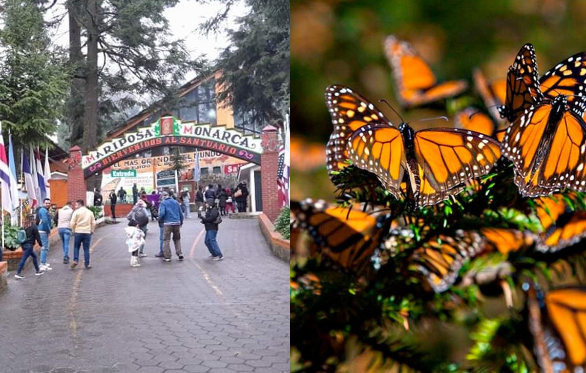 Papillons monarques au Michoacán, sans effets de gel dus à un front froid