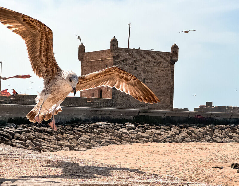Mouettes et chats propriétaires de l'Atlantique marocain