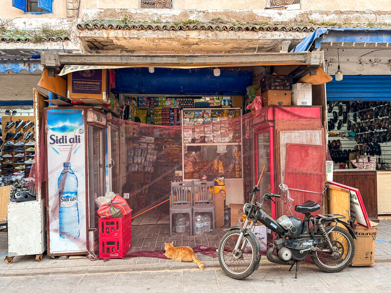 Se promener parmi les chats à Essaouira