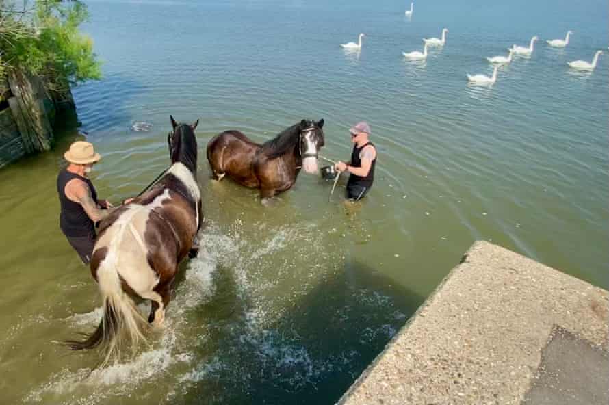 Chevaux bloqués sur la rivière Crouch, Essex, Royaume-Uni ?