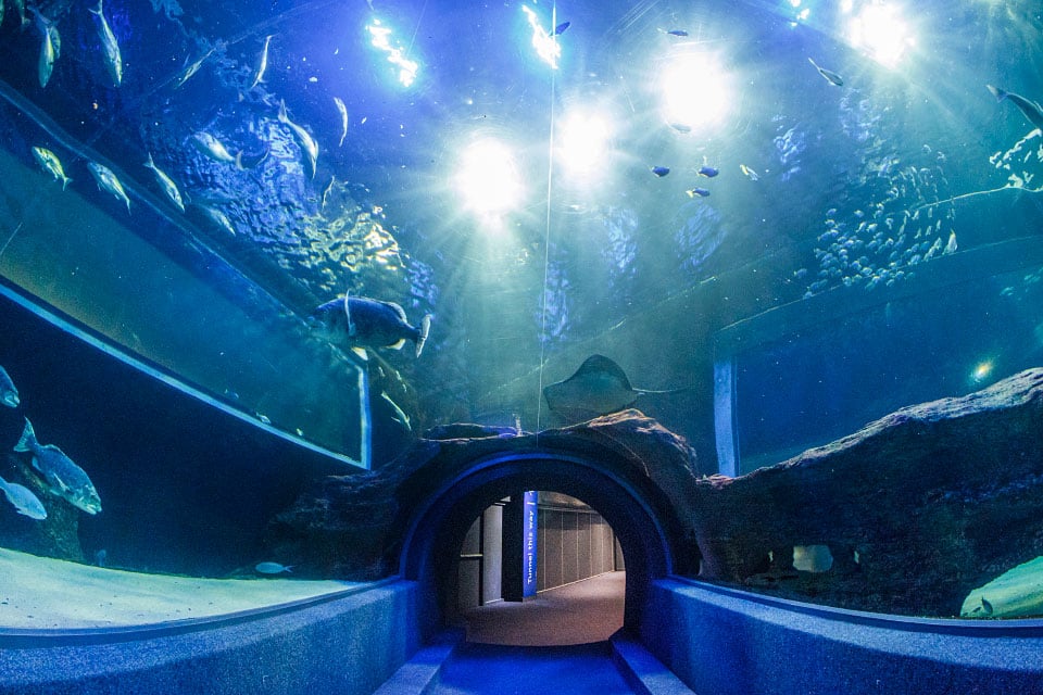Aquarium_2713 - Cape Town Tourism