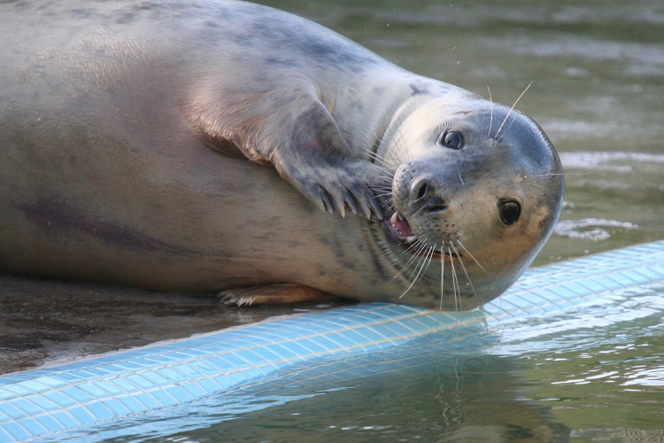 choses à faire avec des enfants à Cornwall