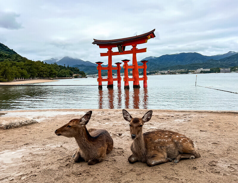 Los ciervos de la Isla de Miyajima