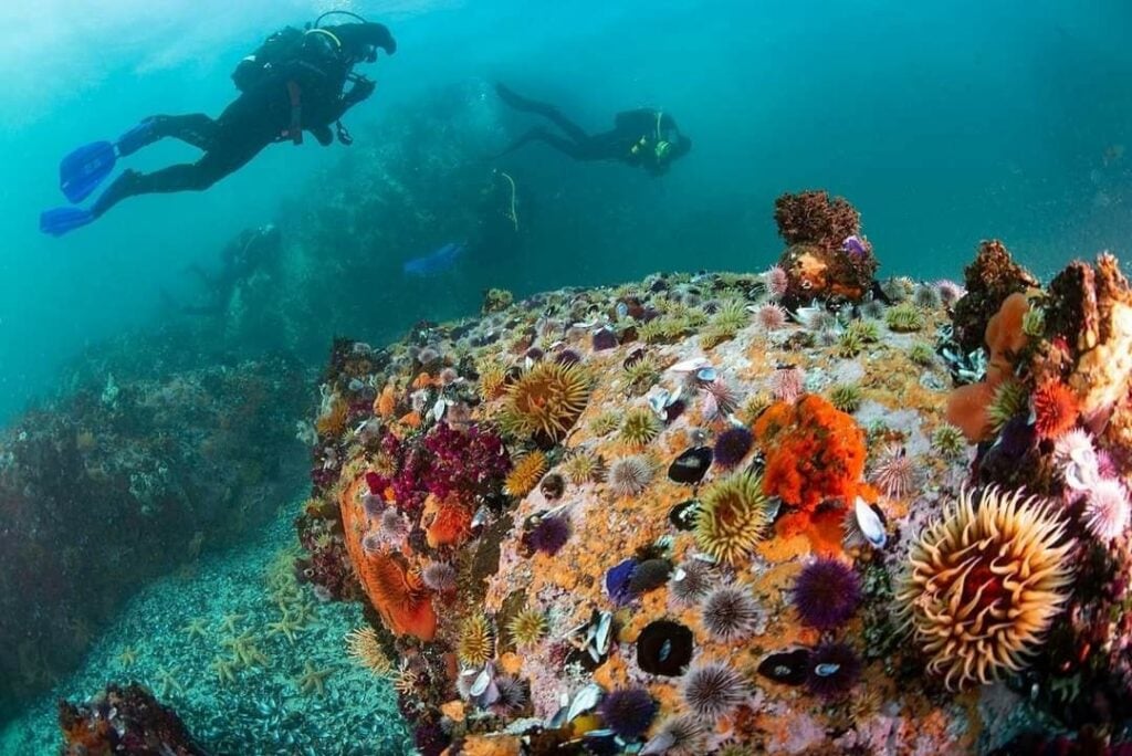 Pisces Divers - Cape Town Tourism