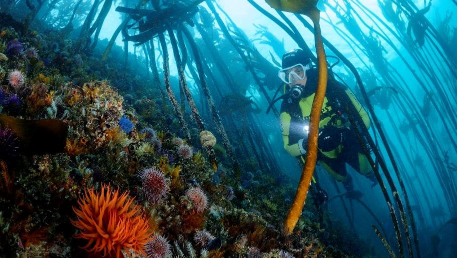 Pisces-divers-1-1 - Cape Town Tourism