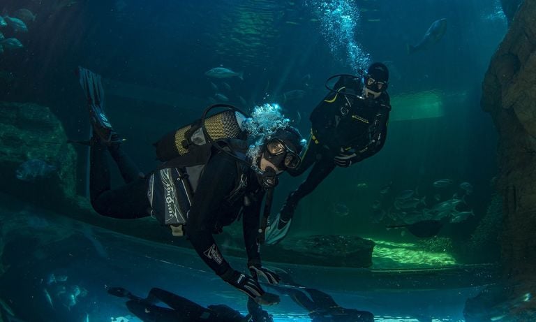Diving_3ee20c56e7dbb19ec20baf1ed - Cape Town Tourism