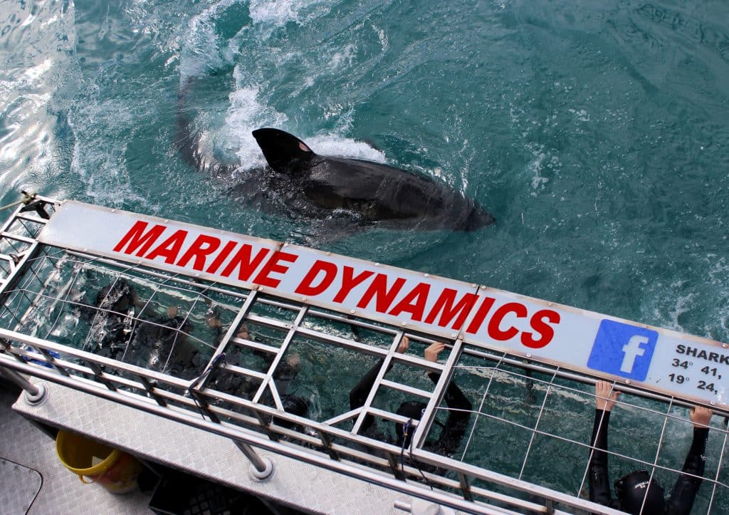 Marine-dynamics-1-1024x723 - Cape Town Tourism