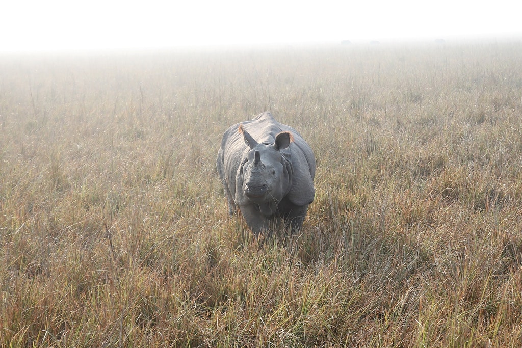 Parc national de Kaziranga, l'un des meilleurs lieux touristiques d'Assam.