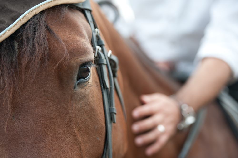 équitation