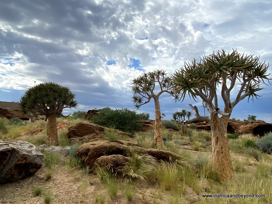 Ograbis Falls – un incontournable en Afrique du Sud ! 4 arbre tremblant