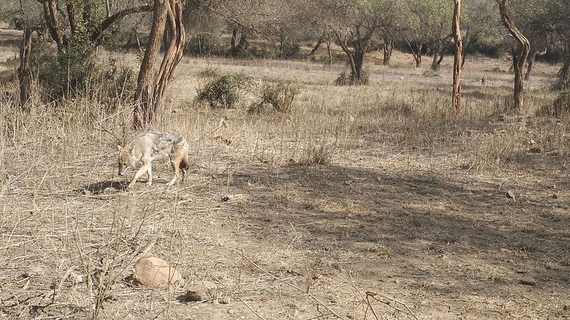Réserve de tigres de Sariska