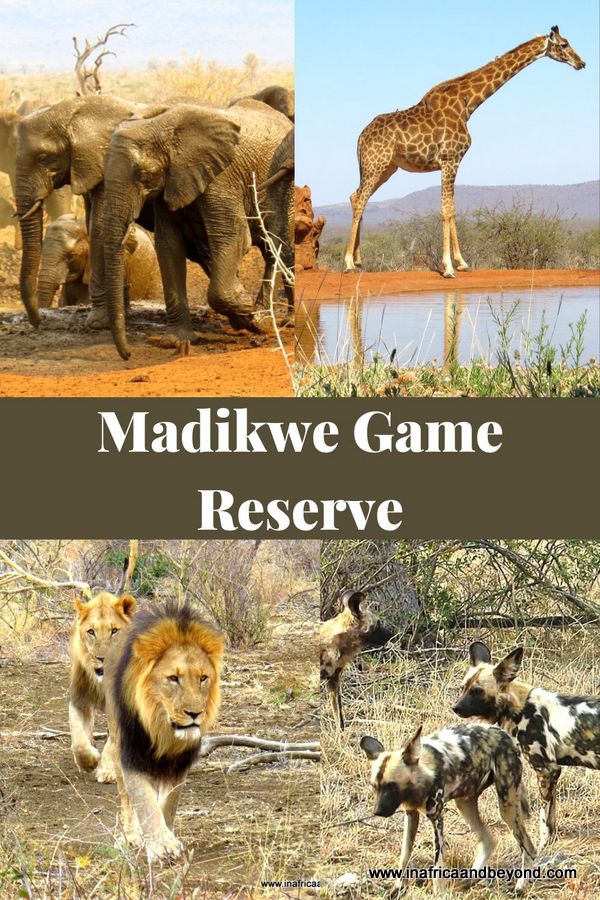 Sanctuaire de faune de Madikwe