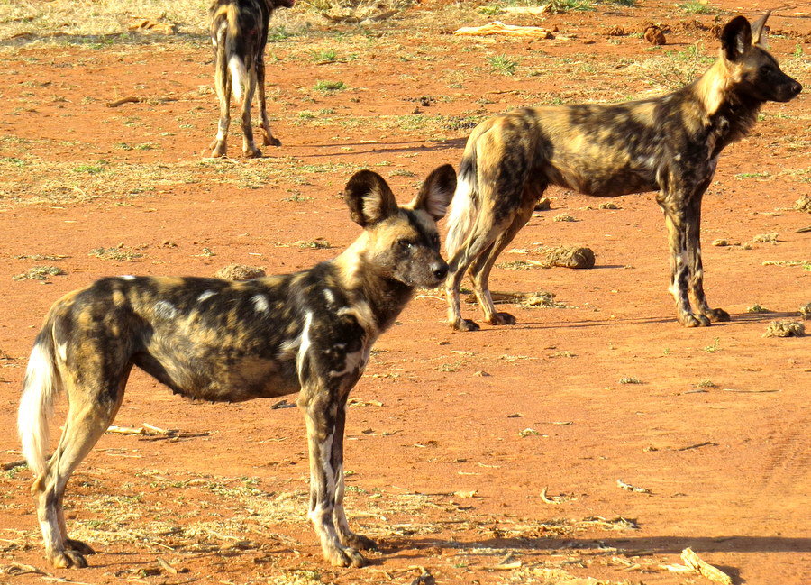 Sanctuaire de faune de Madikwe