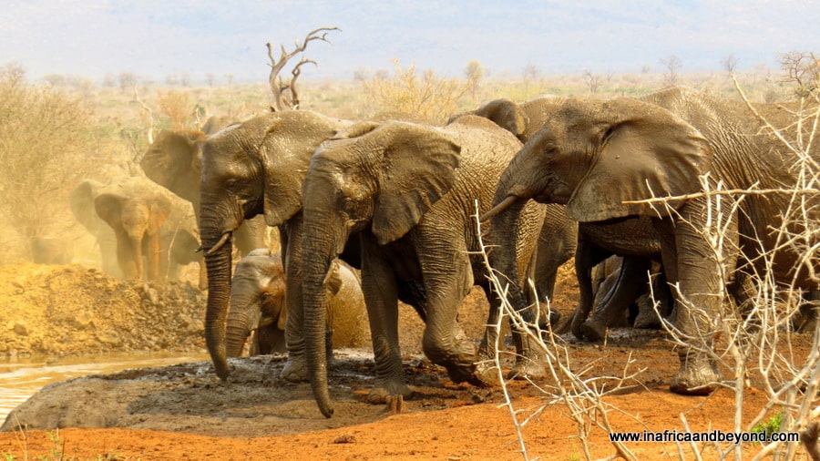 Réserve animalière de Madikwe – réponses à 11 questions