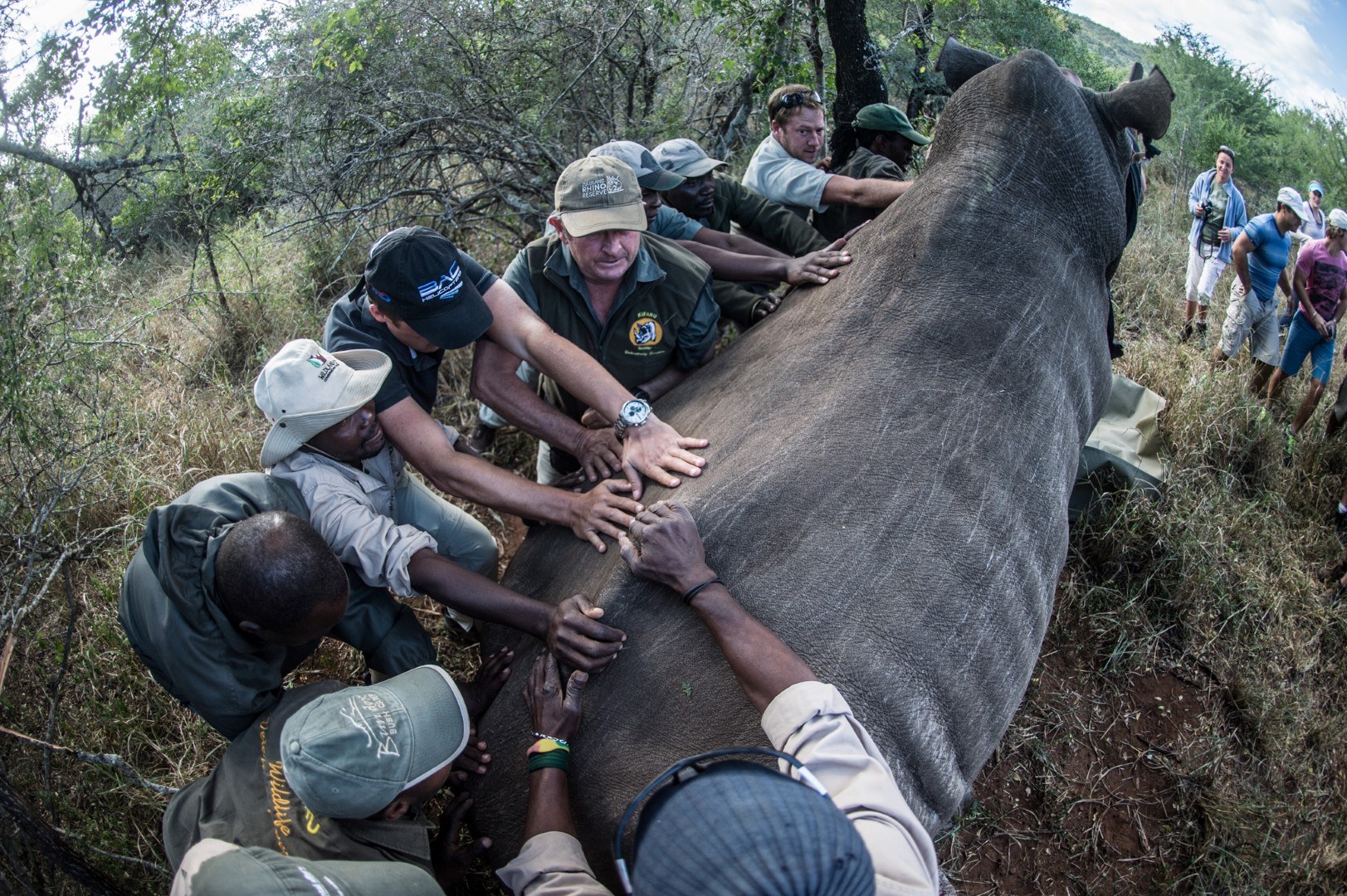 Action sur les rhinocéros en vertu de la Wildlife Act