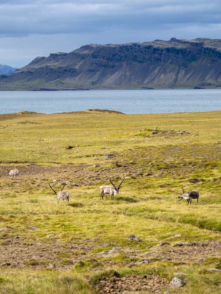 croisière Hollande Amérique Islande