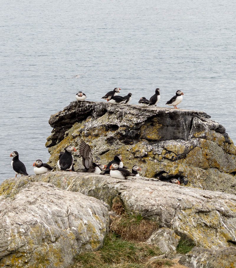croisière Hollande Amérique Islande