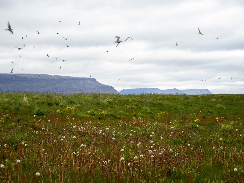 croisière Hollande Amérique Islande