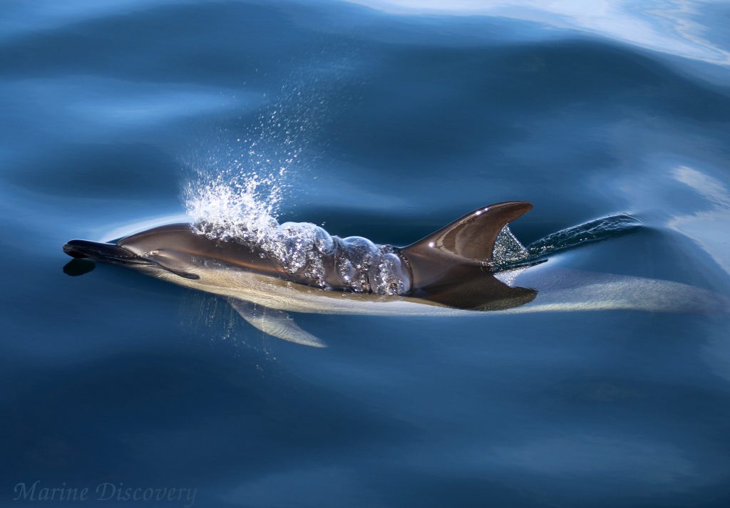 Découverte marine de Penzance - Cornouailles | activités de groupe à Cornwall