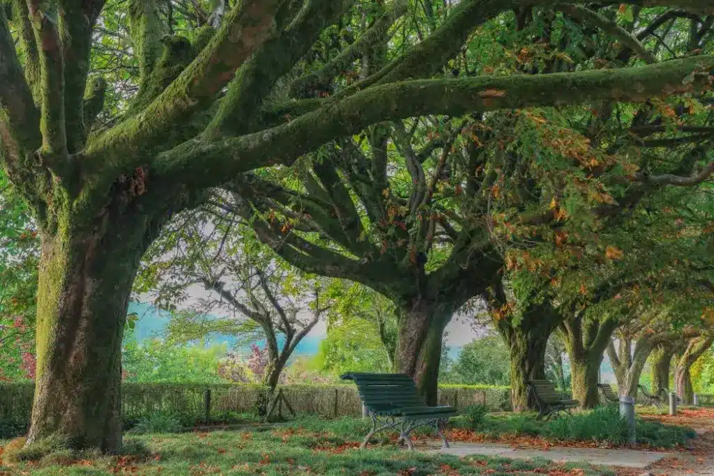 Parc Alameda de Saint-Jacques-de-Compostelle