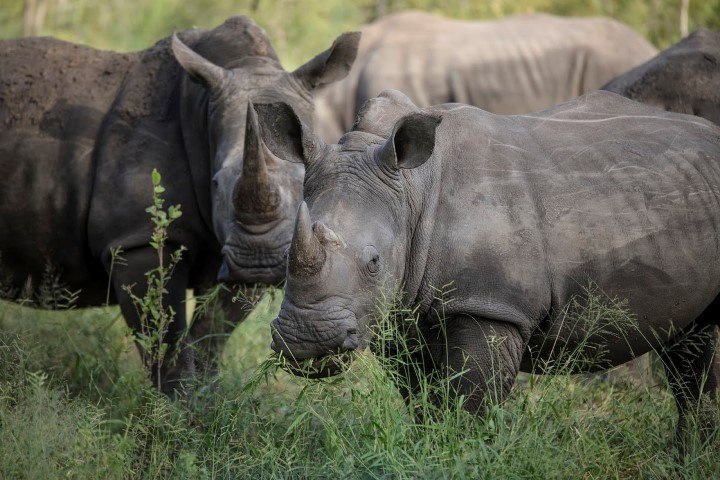 Protéger les rhinocéros de l'extinction