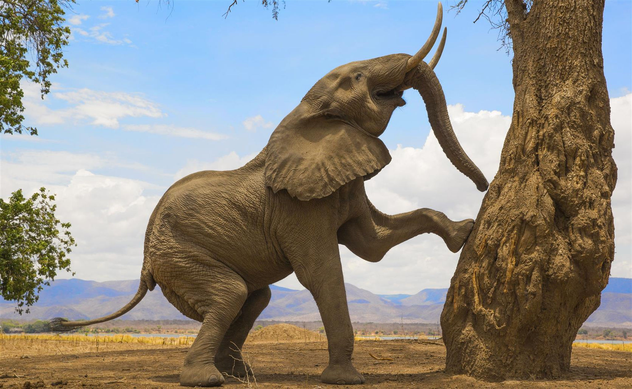 Arbre grimpant d'éléphant pour les fruits aux piscines de Mana