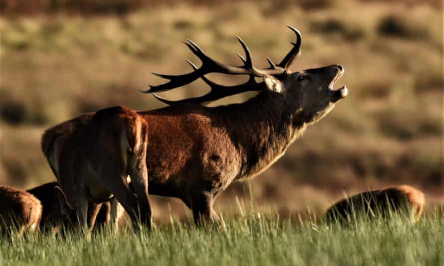 Safari au cerf rouge, Exmoor, Devon
