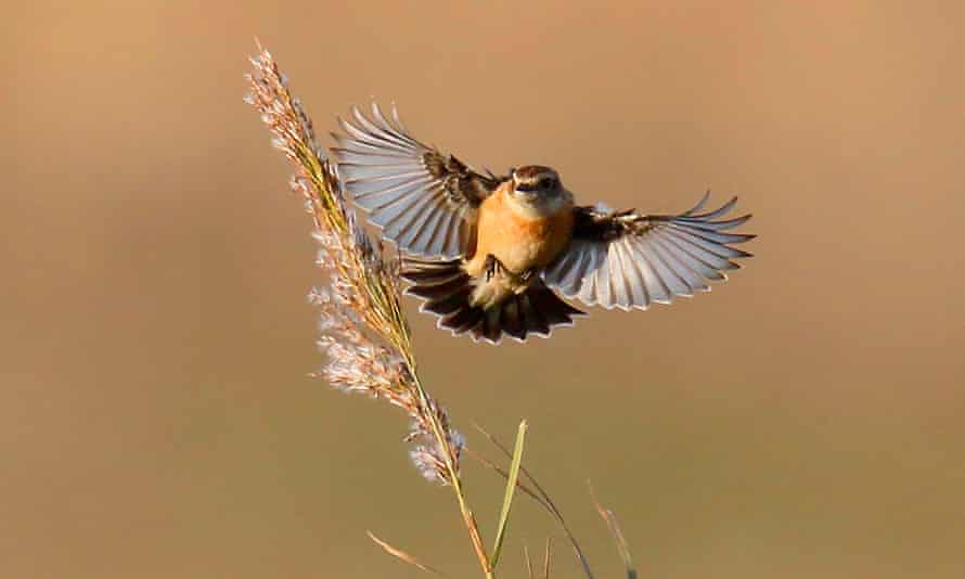 Observation des oiseaux, Norfolk