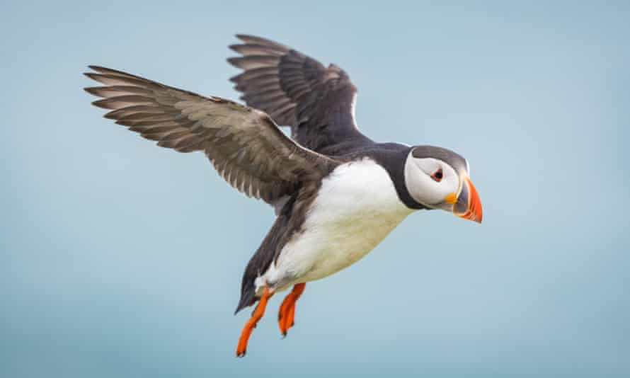Macareux moines, île de Skomer