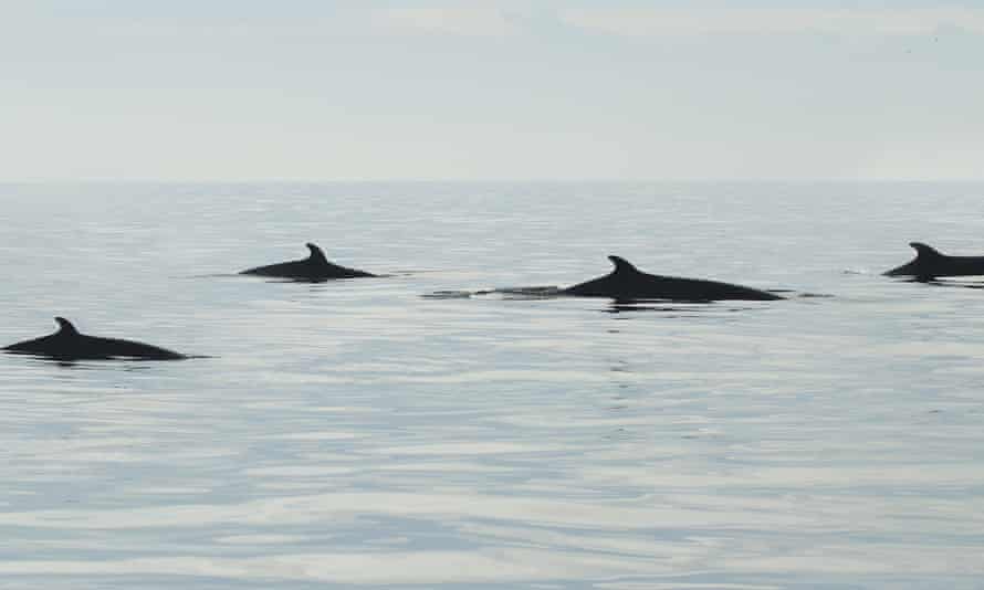 Oiseaux marins et baleines, Yorkshire
