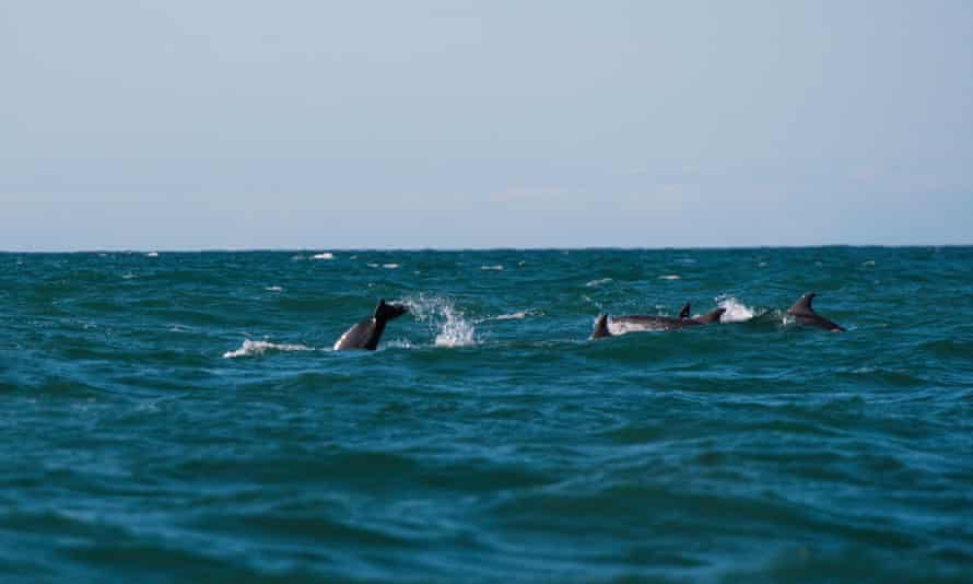 Visites des dauphins, Cardigan Bay, Pays de Galles