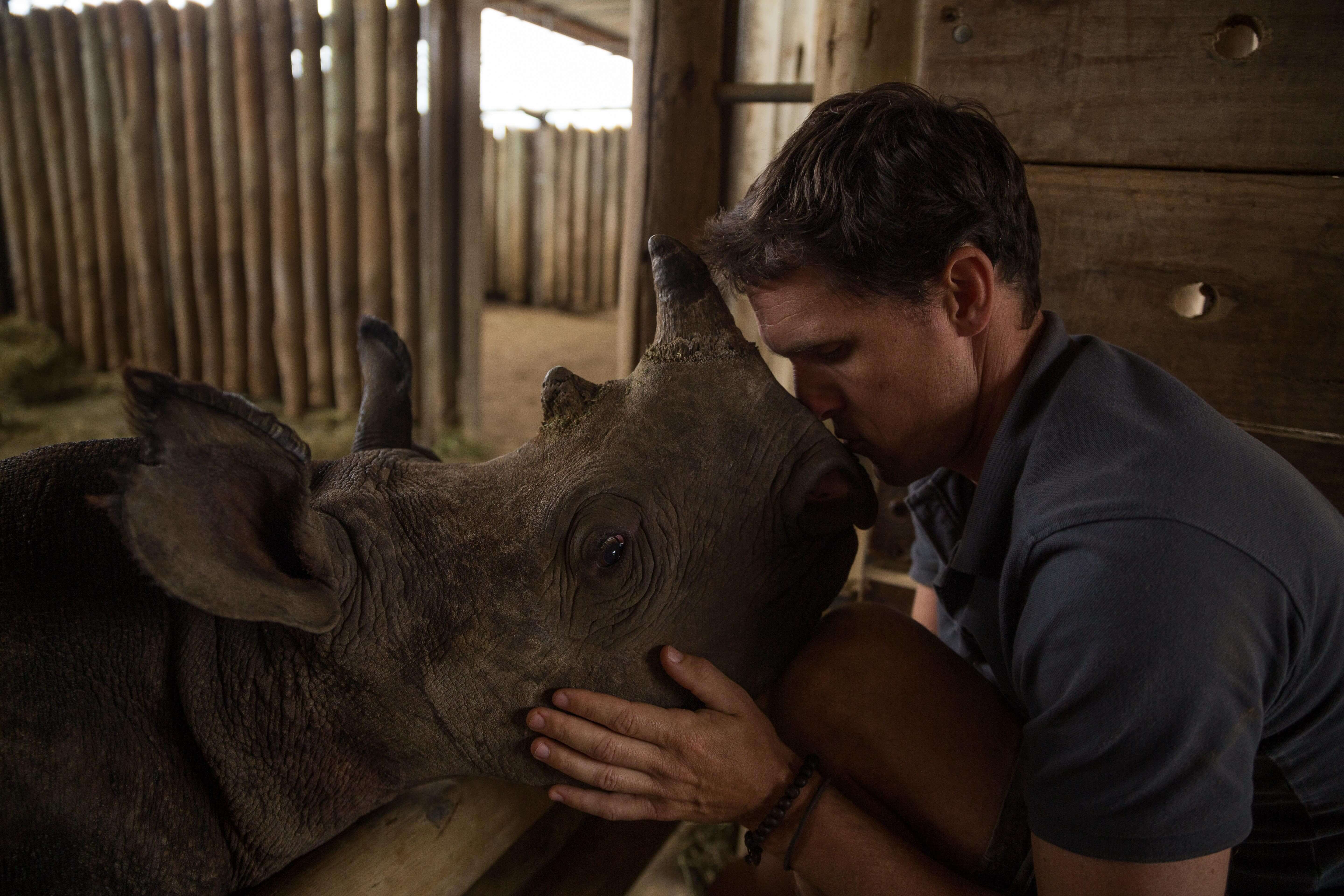 homme avec rhinocéros, faune ACT 