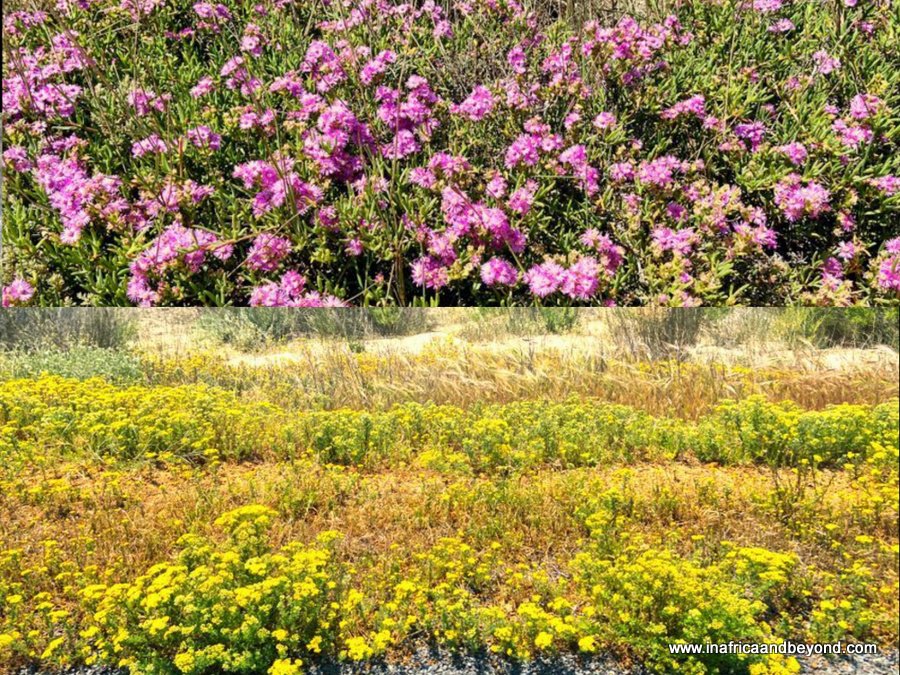 fleurs dans le parc national de la côte ouest