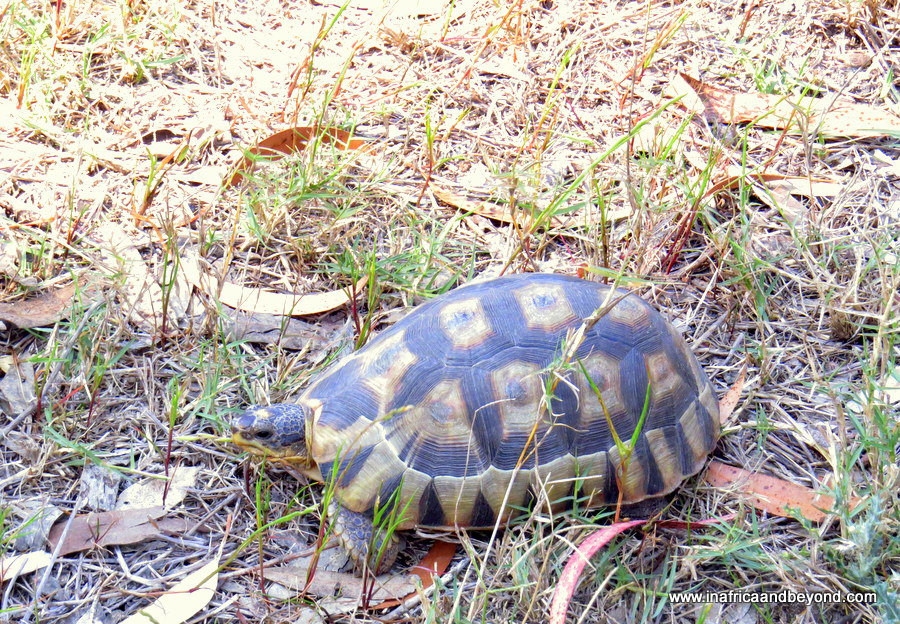 parc national de la côte ouest