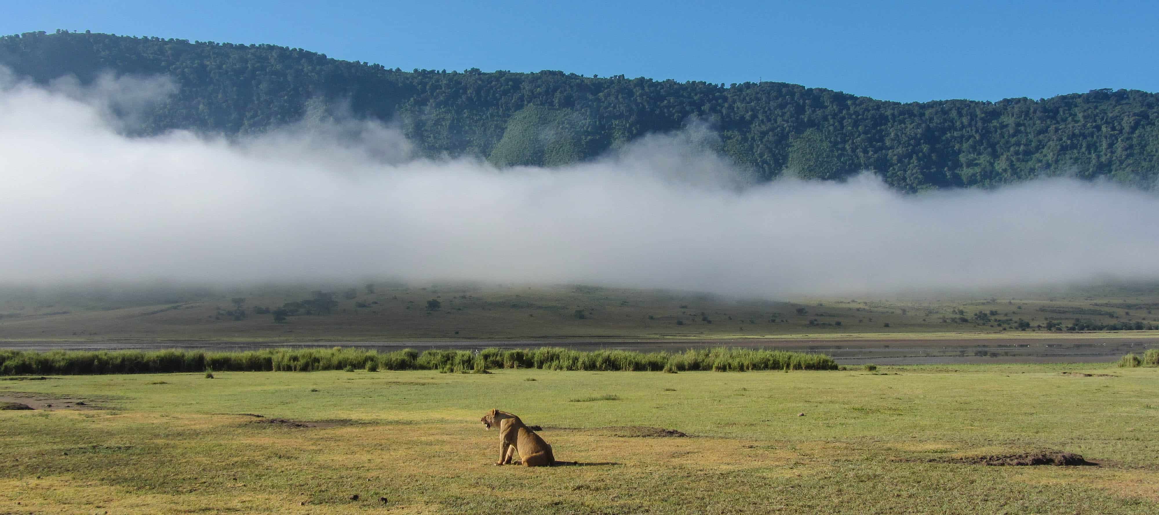 Lionne dans le cratère du Ngorongoro