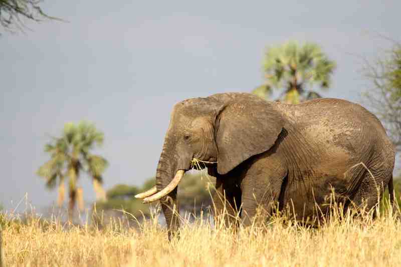 Parc national de Tarangire