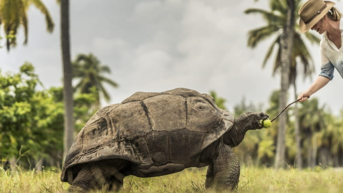 femme nourrissant une tortue géante 