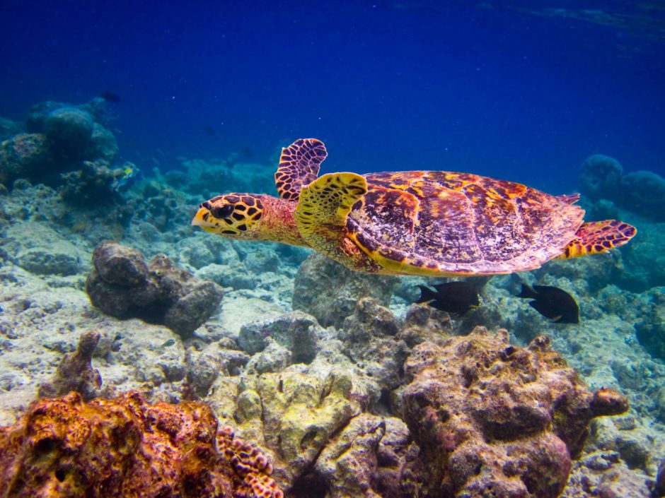 Que faire aux Seychelles : Vivez un moment magique de la vie marine aux Seychelles