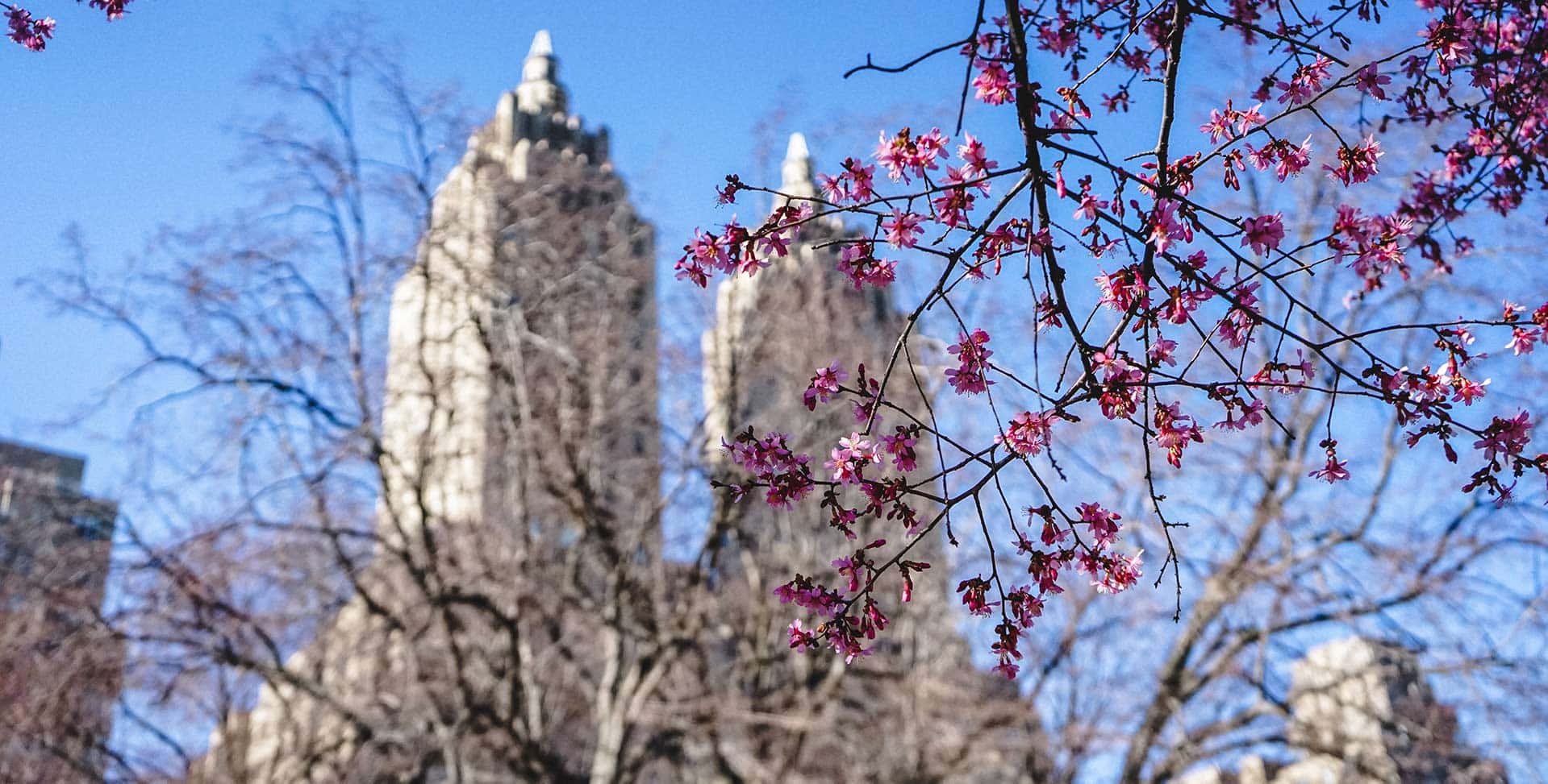 ▷ Les 38 meilleures activités de printemps à New York 2022 2022