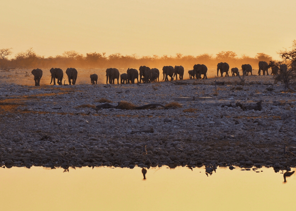Puits d'eau illuminé d'Okaukuejo - Expériences en Namibie