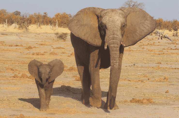 Les meilleurs endroits en Afrique pour voir des éléphants