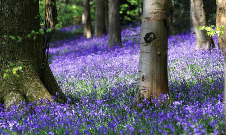 Coed Cefn, Crickhower, Pays de Galles