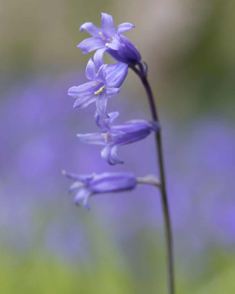 Jardins Enys, Penryn, Cornouailles