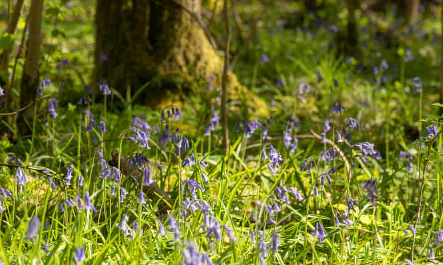 Château Forêt Verte, Carmarthenshire