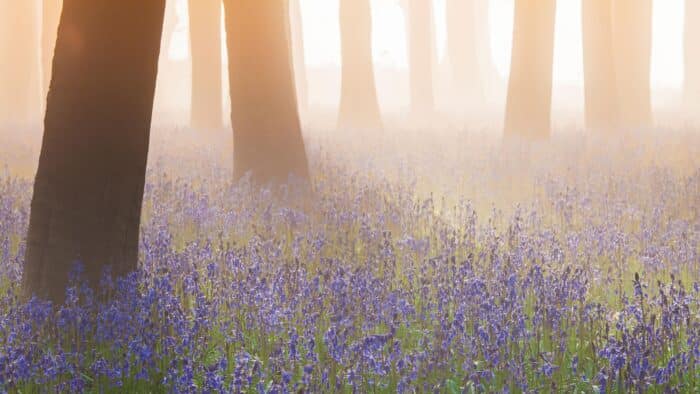 10 meilleurs endroits pour voir des jacinthes en fleurs au Royaume-Uni | Voyages