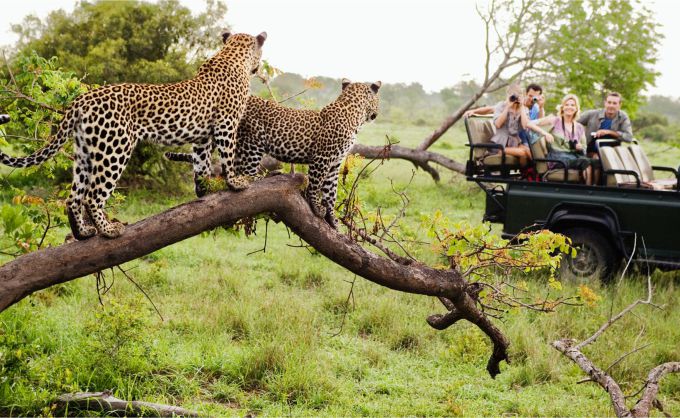 5 meilleurs circuits de luxe dans le parc national Kruger