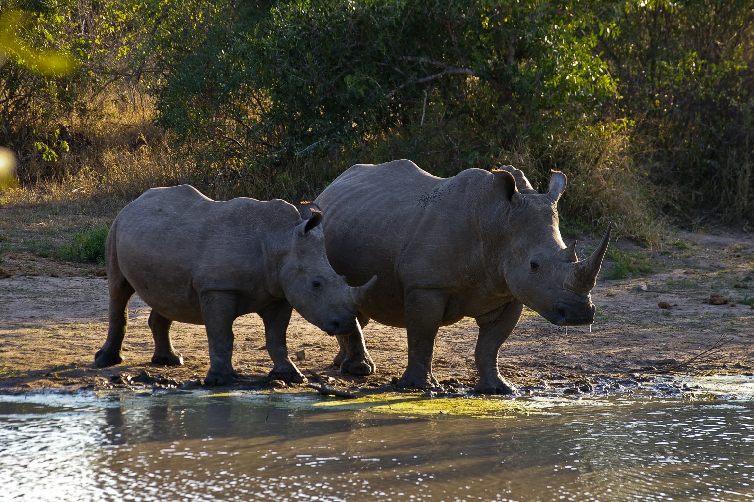La bataille du rhinocéros blanc sylvestre : Sylvan Safari Blog