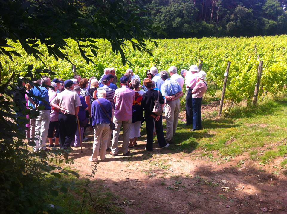 Vignoble biologique de Sedlescombe - Sussex