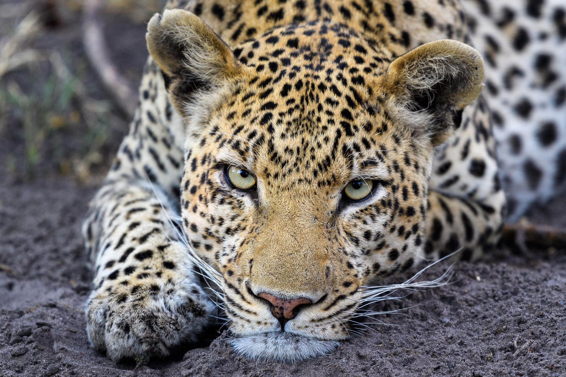 Liste de choses à faire en Afrique : consultants en safari africain